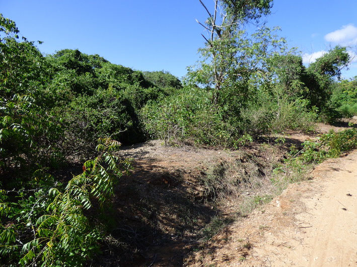 2 x 1 acre plots on 2nd row adjacent to a public beach access road
