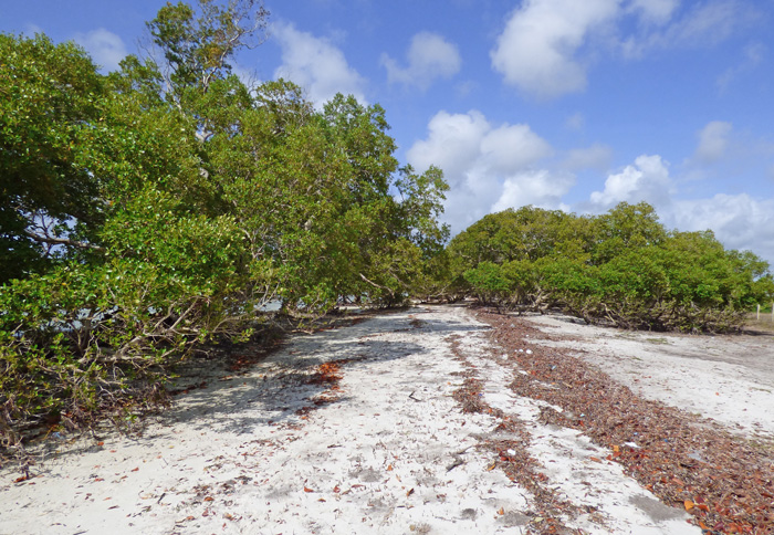 6.1 ACRES OF CREEKFRONT LAND, NORTH OF MIDA CREEK