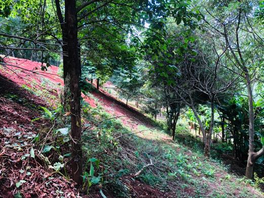 1 Acre Plot in the Heart of Kitisuru with Mature Indigenous Trees