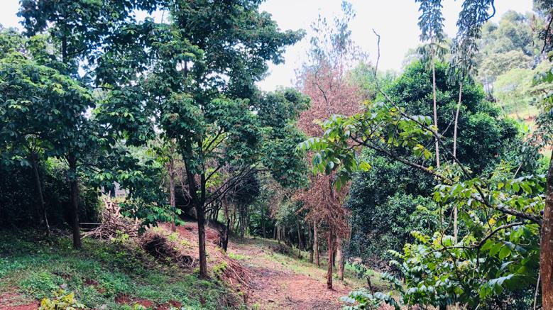 1 Acre Plot in the Heart of Kitisuru with Mature Indigenous Trees