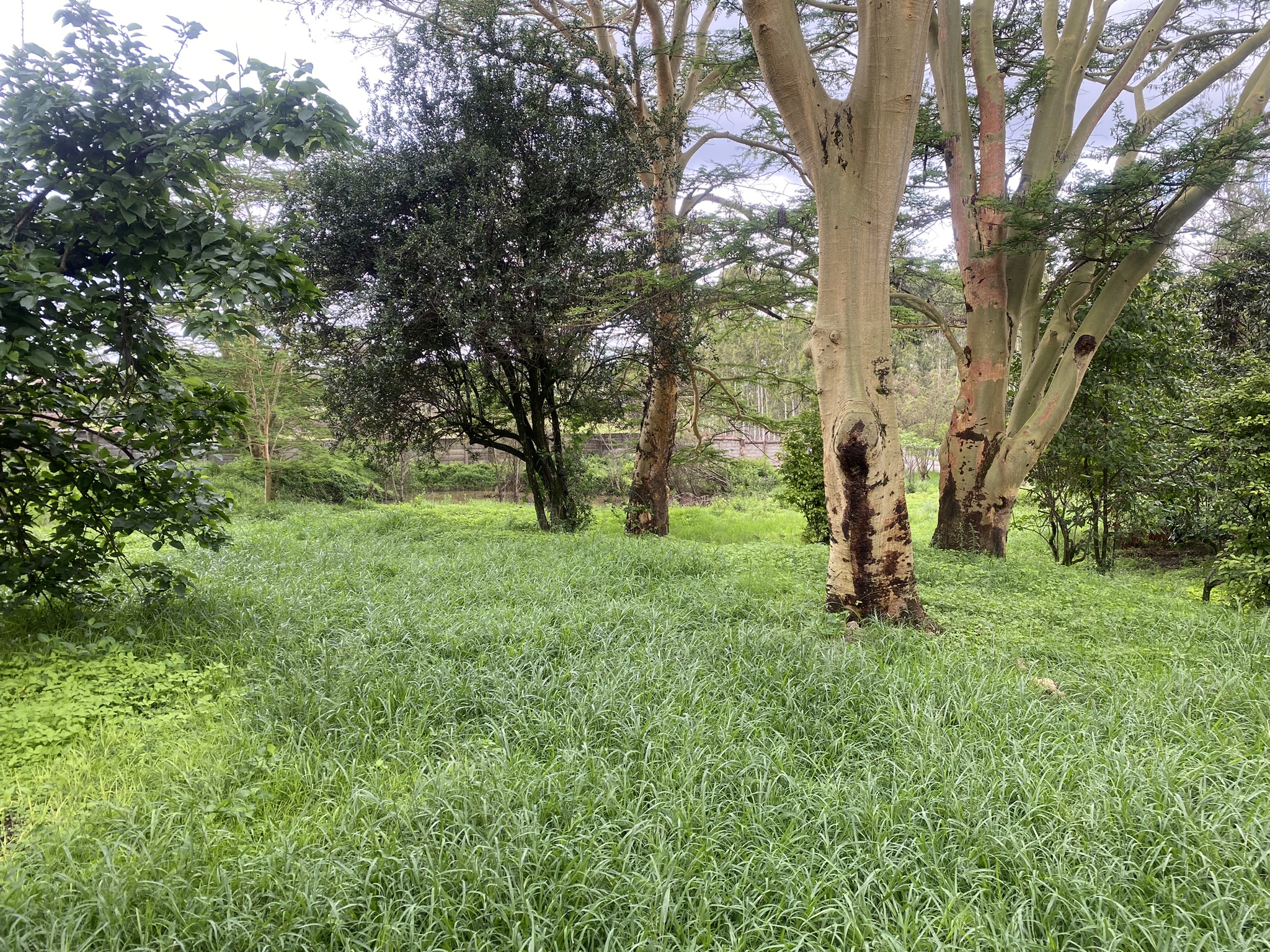 A prime 2 Acre development plot in Bulbul area fronting Ngong Road with commercial and Residential user.