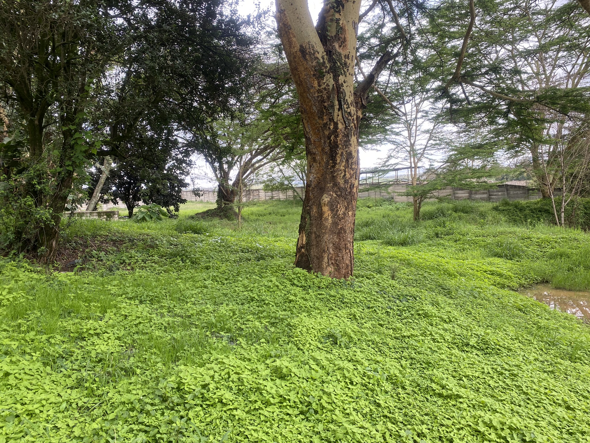 A prime 2 Acre development plot in Bulbul area fronting Ngong Road with commercial and Residential user.