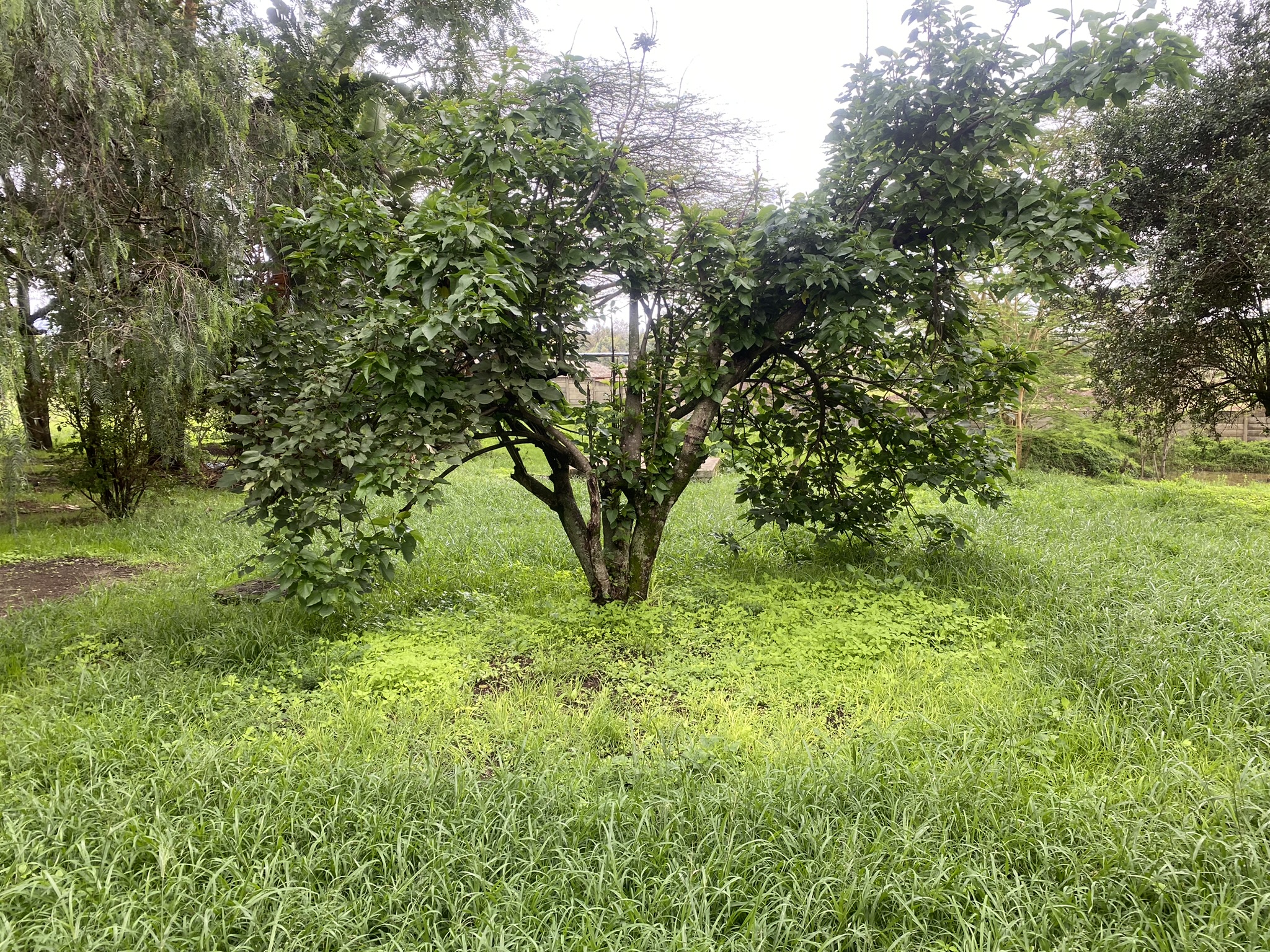 A prime 2 Acre development plot in Bulbul area fronting Ngong Road with commercial and Residential user.