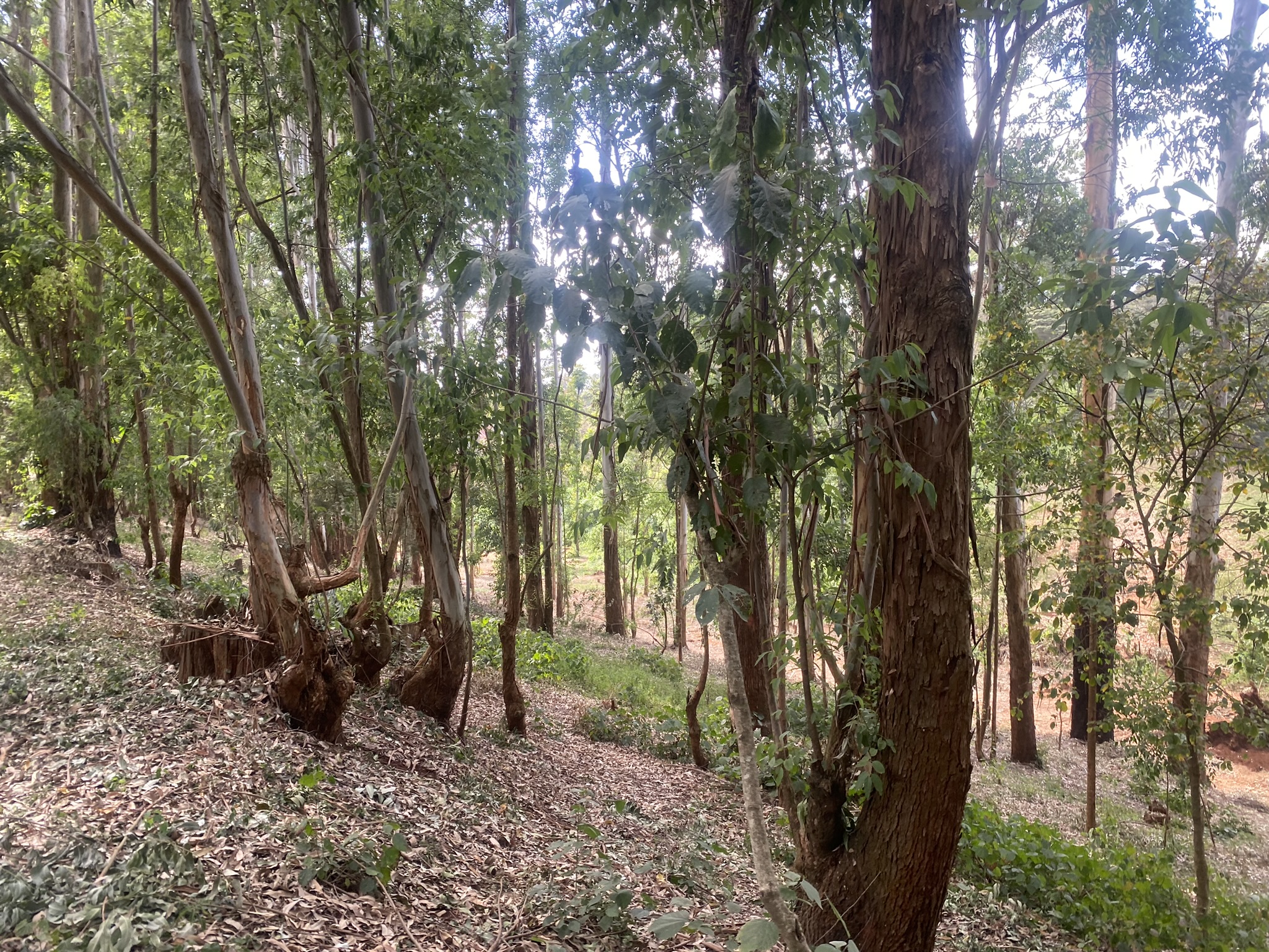 A scenic 7.98-Acre development site off Red Hill Road