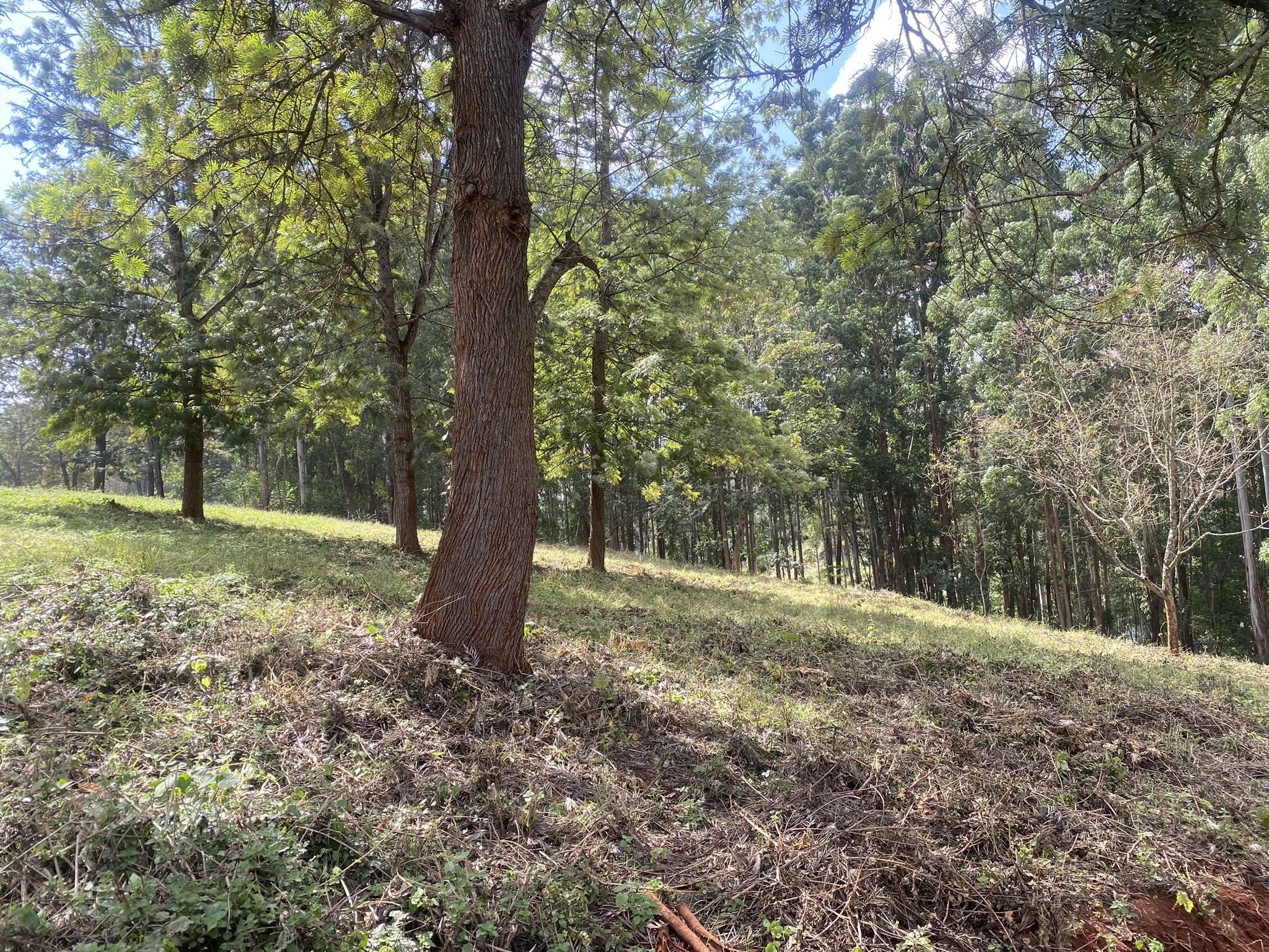 A scenic 7.98-Acre development site off Red Hill Road