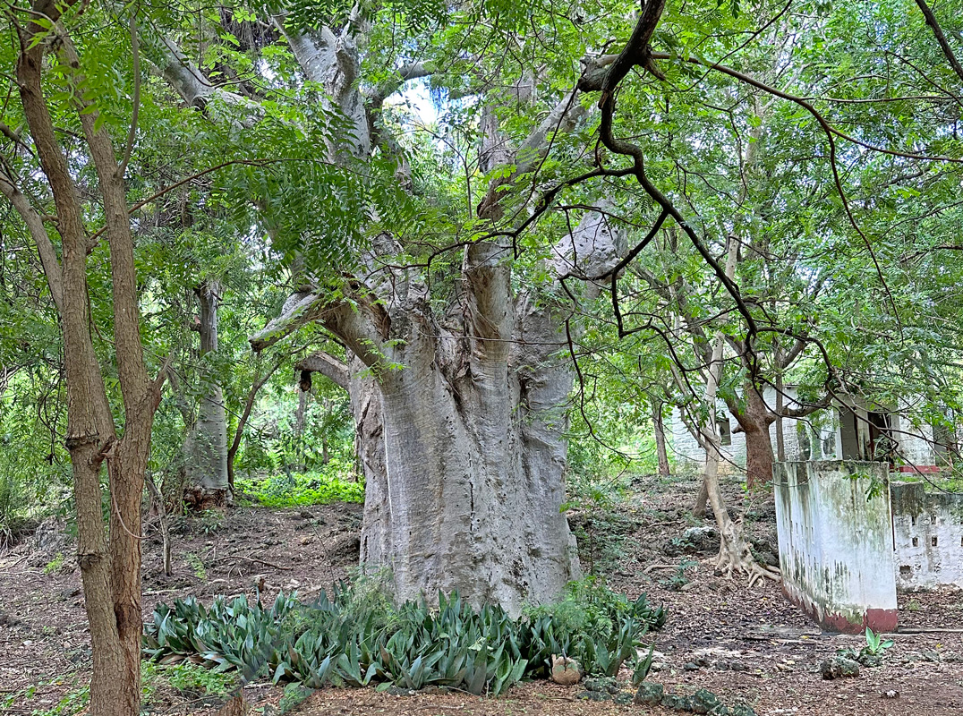 LOVELY 3.17 ACRE PLOT WITH THREE BEDROOM BEACHFRONT HOUSE IN MALINDI