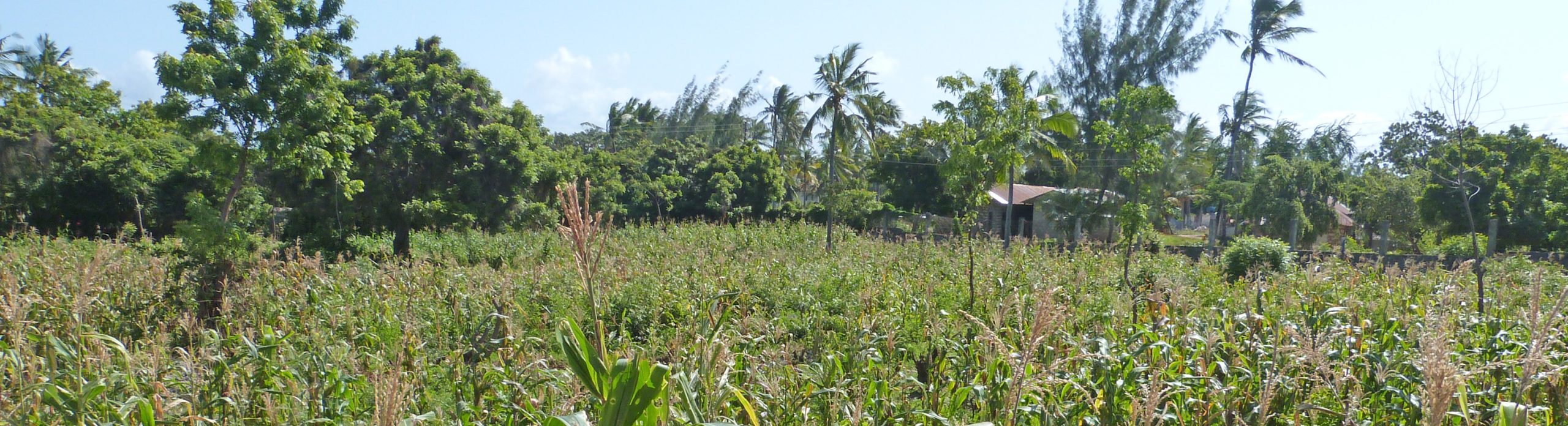 2 X HALF ACRE PLOTS IN MIDA FOREST