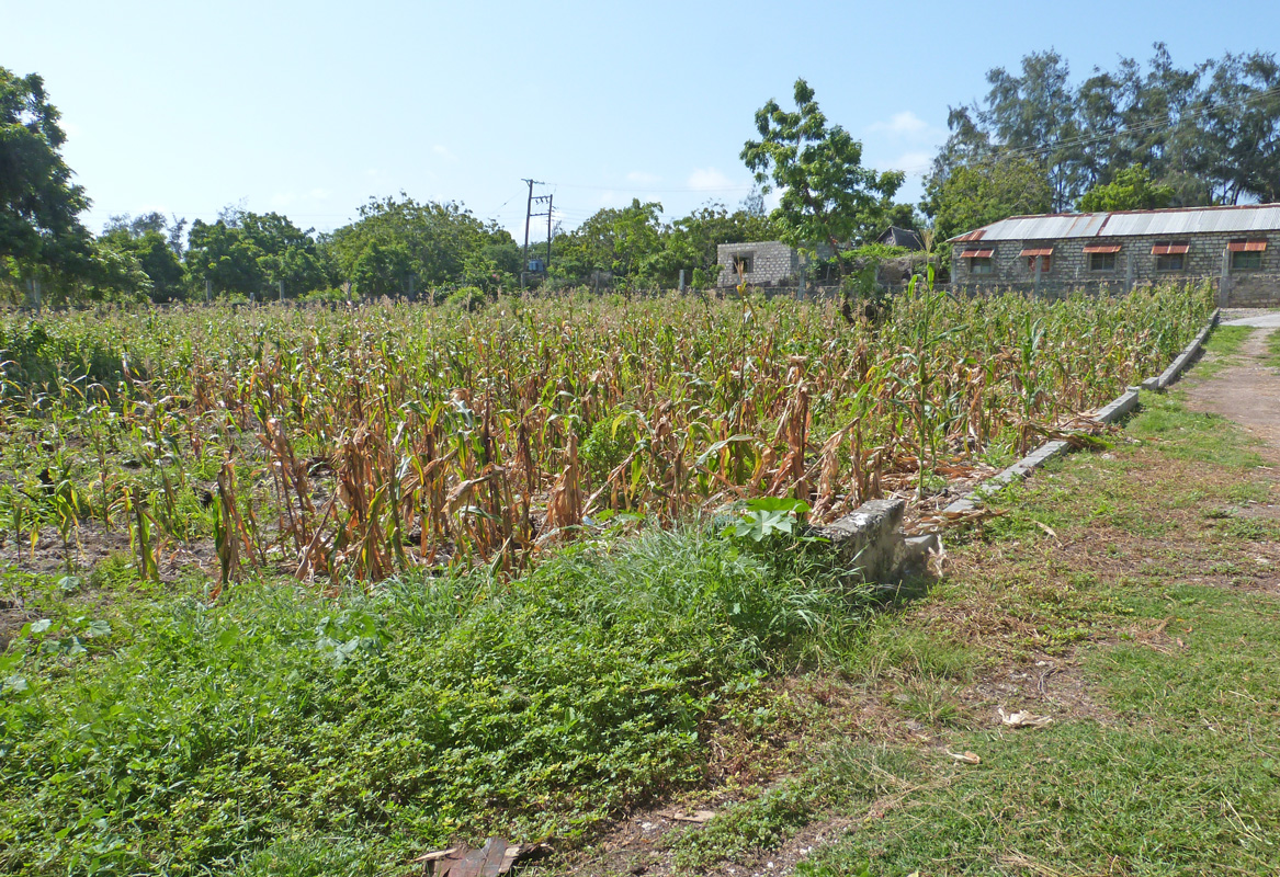 2 X HALF ACRE PLOTS IN MIDA FOREST