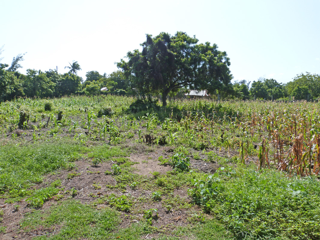 2 X HALF ACRE PLOTS IN MIDA FOREST