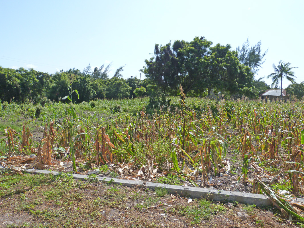 2 X HALF ACRE PLOTS IN MIDA FOREST