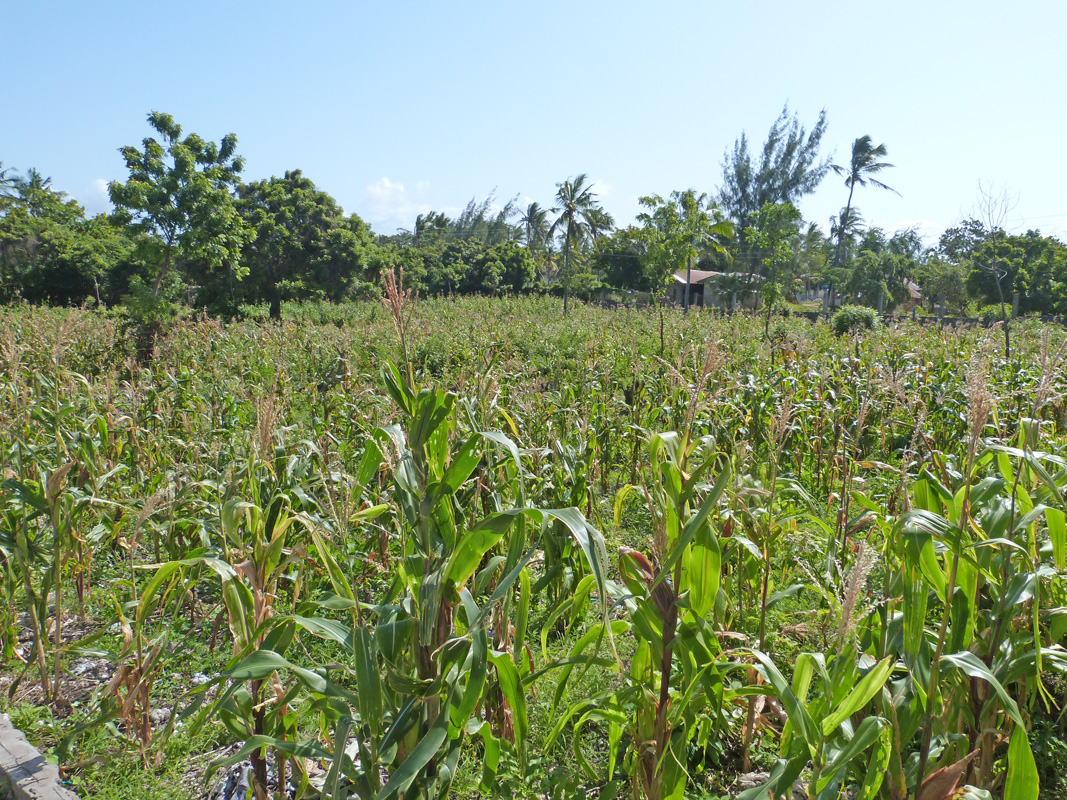 2 X HALF ACRE PLOTS IN MIDA FOREST
