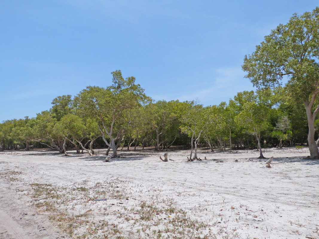 BEAUTIFUL HALF ACRE PROPERTY ON THE EDGE OF THE MANGROVES