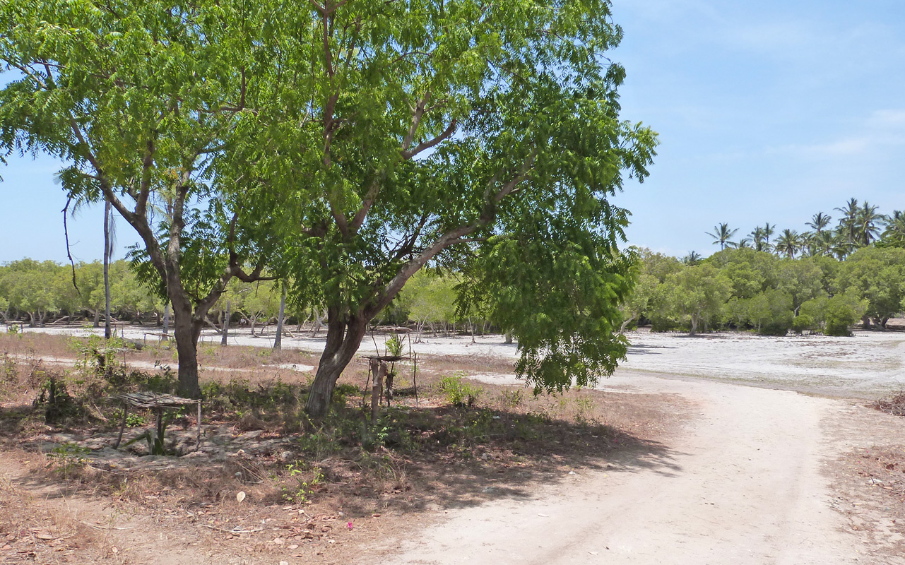 BEAUTIFUL HALF ACRE PROPERTY ON THE EDGE OF THE MANGROVES