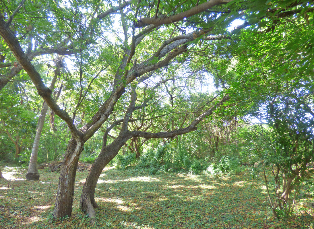7 INDIVIDUAL UNDEVELOPED PLOTS FOR YOUR WATAMU HOME SEVEN ISLANDS – NORTH WATAMU