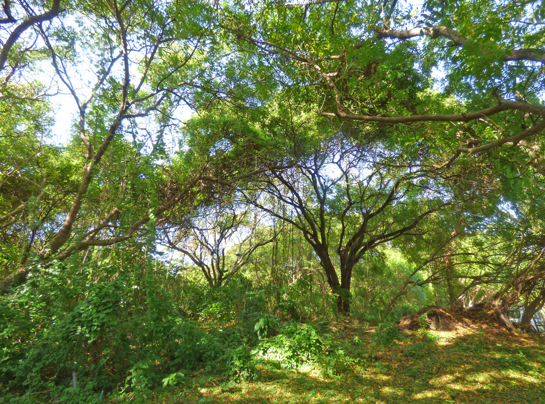 7 INDIVIDUAL UNDEVELOPED PLOTS FOR YOUR WATAMU HOME SEVEN ISLANDS – NORTH WATAMU
