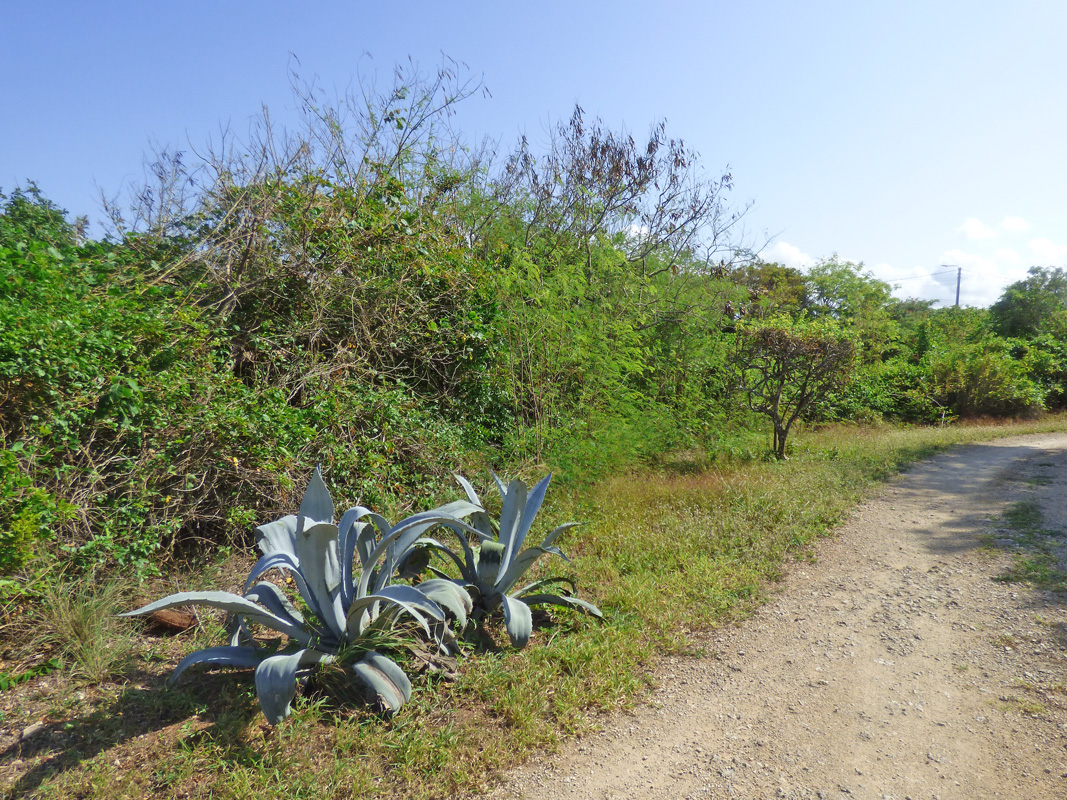 7 INDIVIDUAL UNDEVELOPED PLOTS FOR YOUR WATAMU HOME SEVEN ISLANDS – NORTH WATAMU