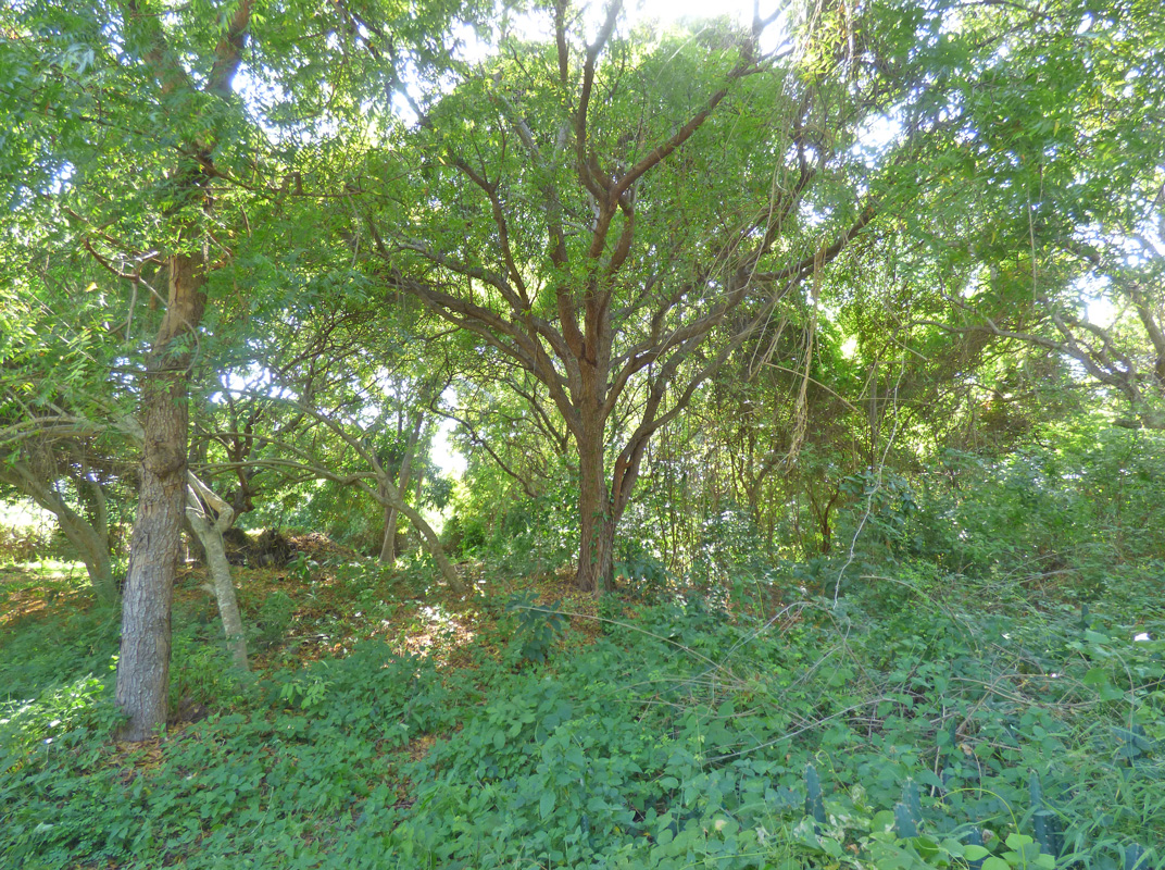7 INDIVIDUAL UNDEVELOPED PLOTS FOR YOUR WATAMU HOME SEVEN ISLANDS – NORTH WATAMU