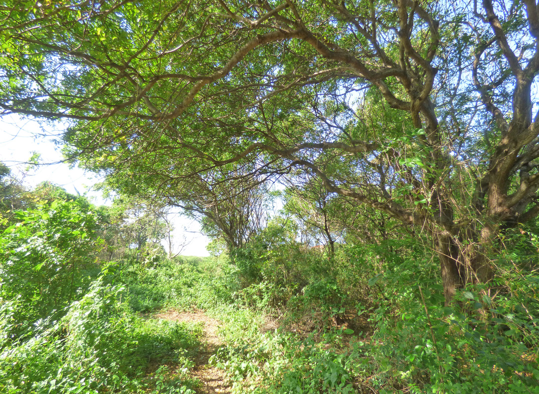 7 INDIVIDUAL UNDEVELOPED PLOTS FOR YOUR WATAMU HOME SEVEN ISLANDS – NORTH WATAMU