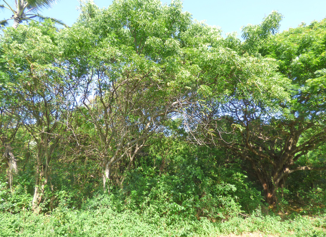 7 INDIVIDUAL UNDEVELOPED PLOTS FOR YOUR WATAMU HOME SEVEN ISLANDS – NORTH WATAMU