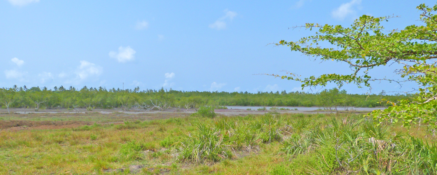 MANGROVE PLOT ON NORTH END OF MIDA CREEK GEDE