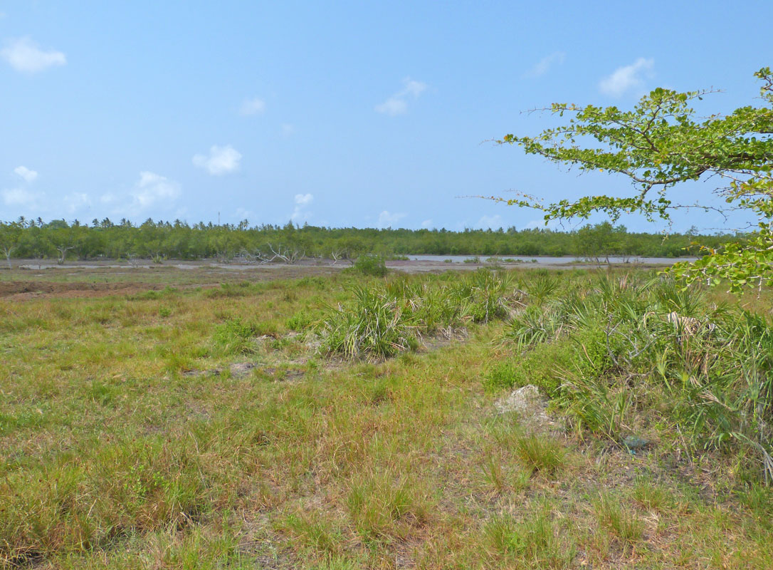 MANGROVE PLOT ON NORTH END OF MIDA CREEK GEDE