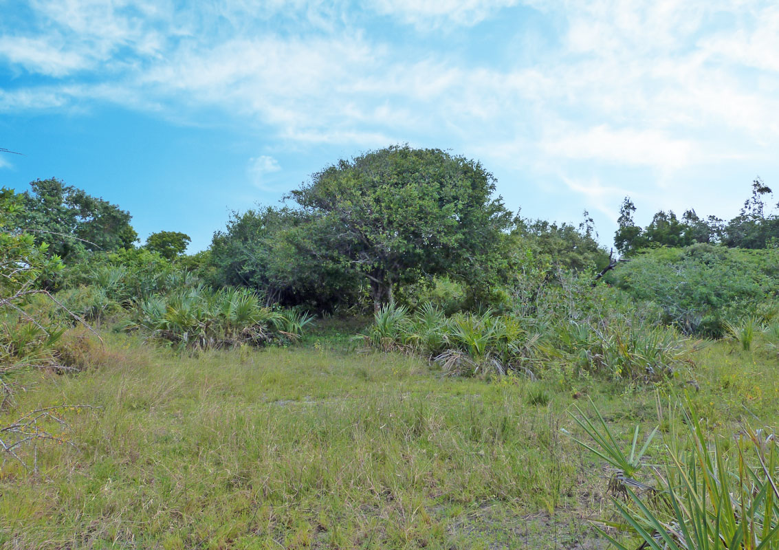 MANGROVE PLOT ON NORTH END OF MIDA CREEK GEDE