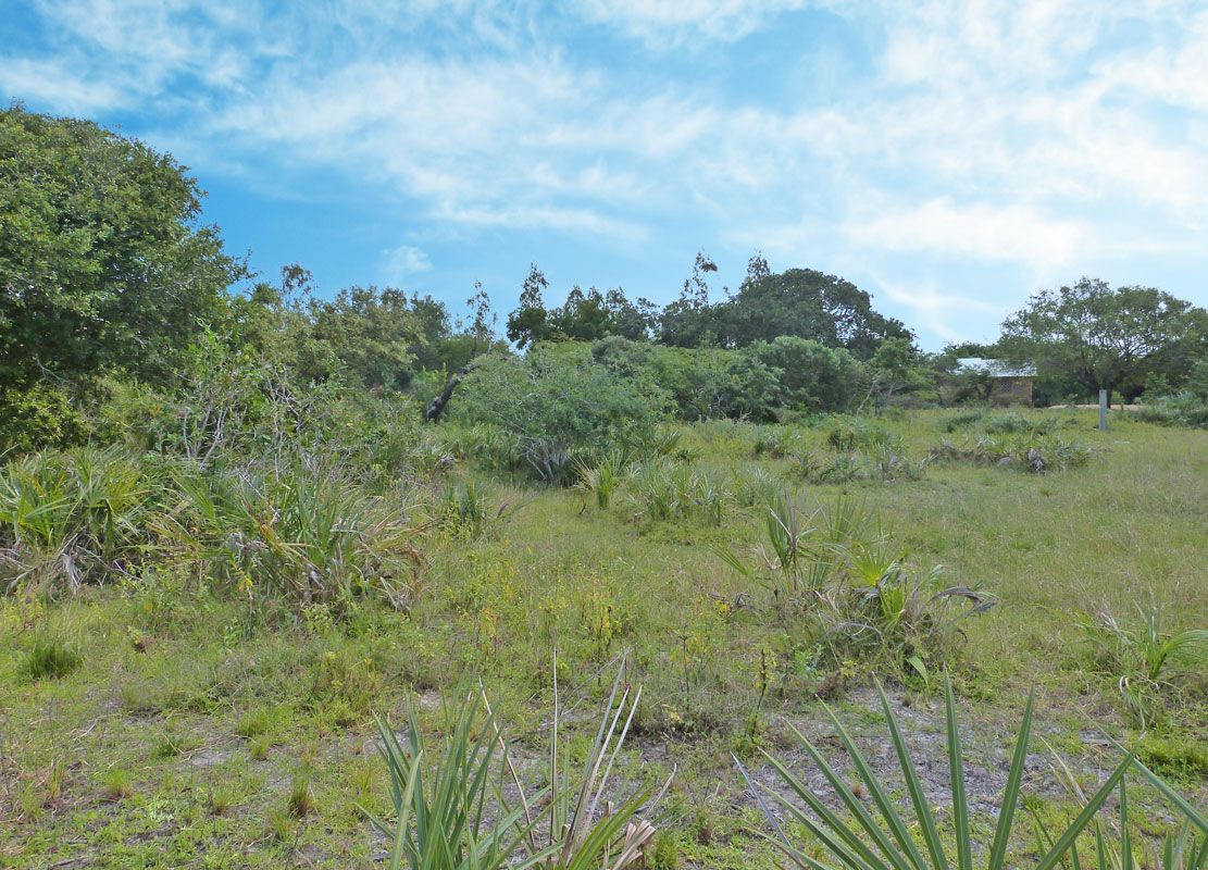 MANGROVE PLOT ON NORTH END OF MIDA CREEK GEDE