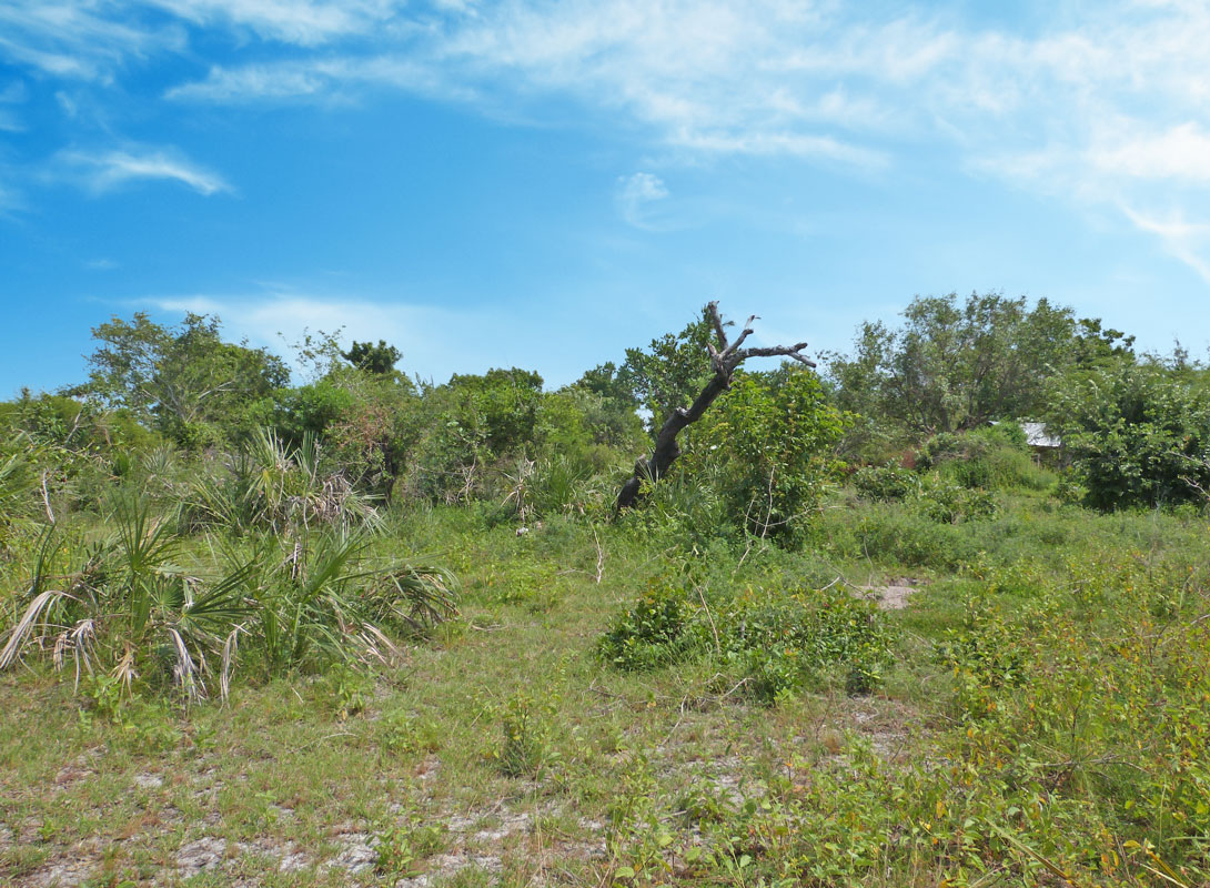 MANGROVE PLOT ON NORTH END OF MIDA CREEK GEDE