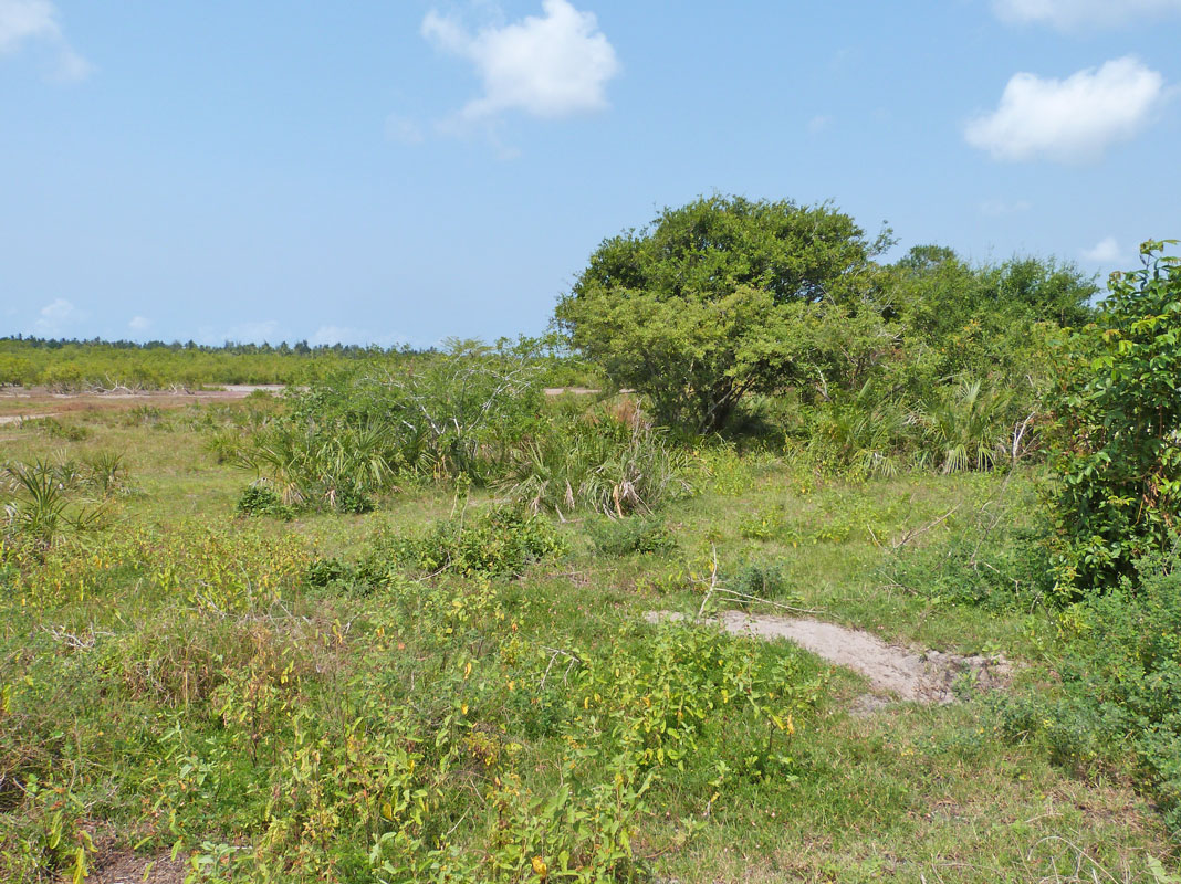 MANGROVE PLOT ON NORTH END OF MIDA CREEK GEDE