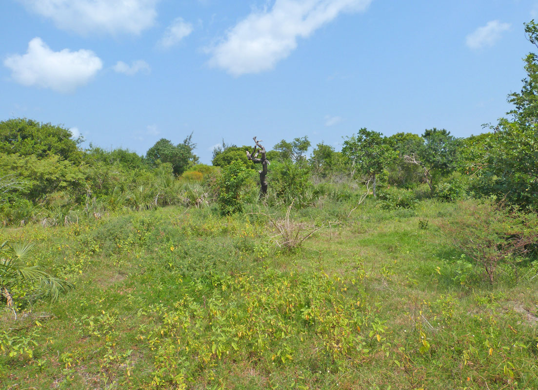 MANGROVE PLOT ON NORTH END OF MIDA CREEK GEDE