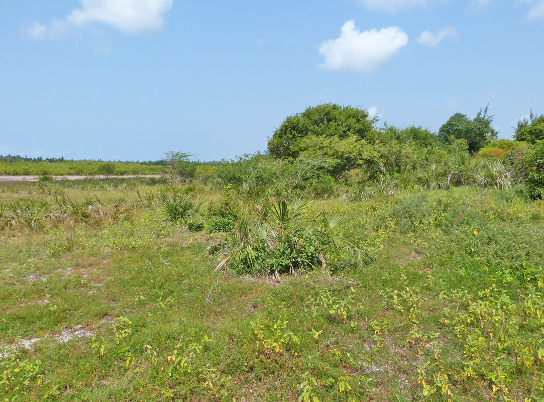MANGROVE PLOT ON NORTH END OF MIDA CREEK GEDE
