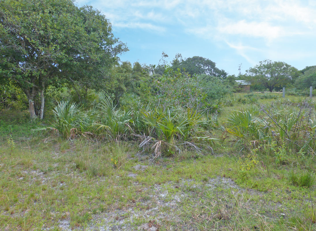 MANGROVE PLOT ON NORTH END OF MIDA CREEK GEDE