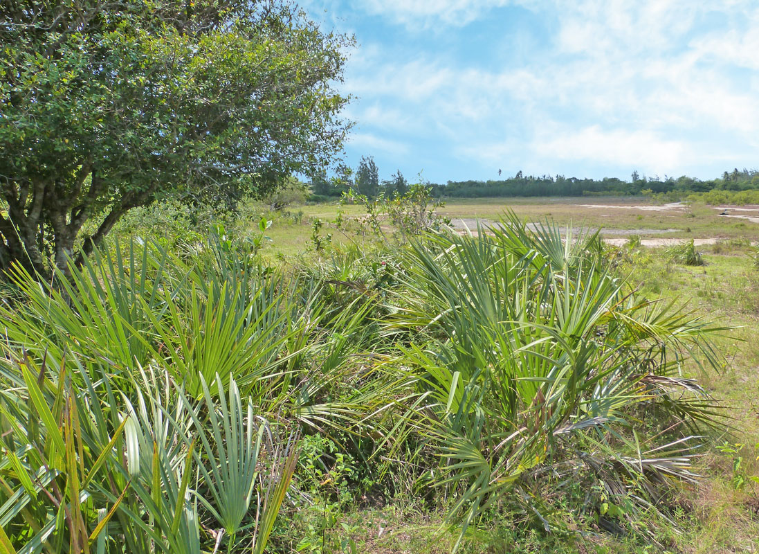 MANGROVE PLOT ON NORTH END OF MIDA CREEK GEDE