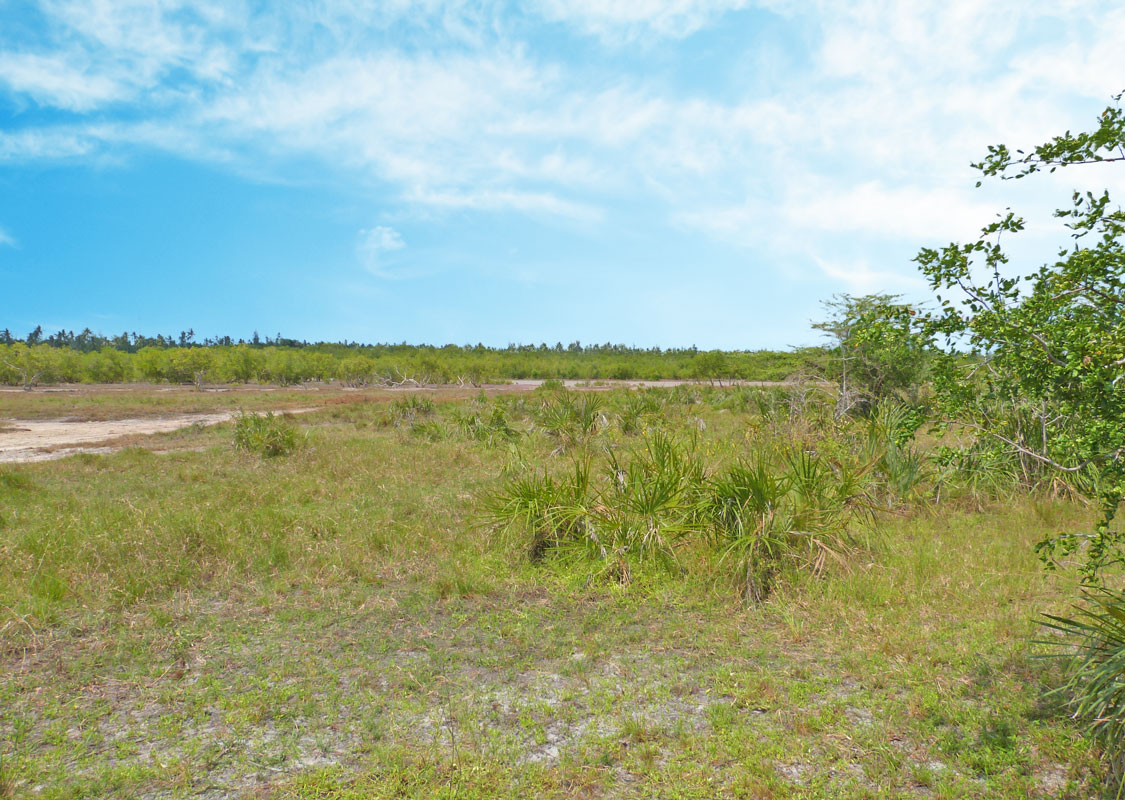MANGROVE PLOT ON NORTH END OF MIDA CREEK GEDE