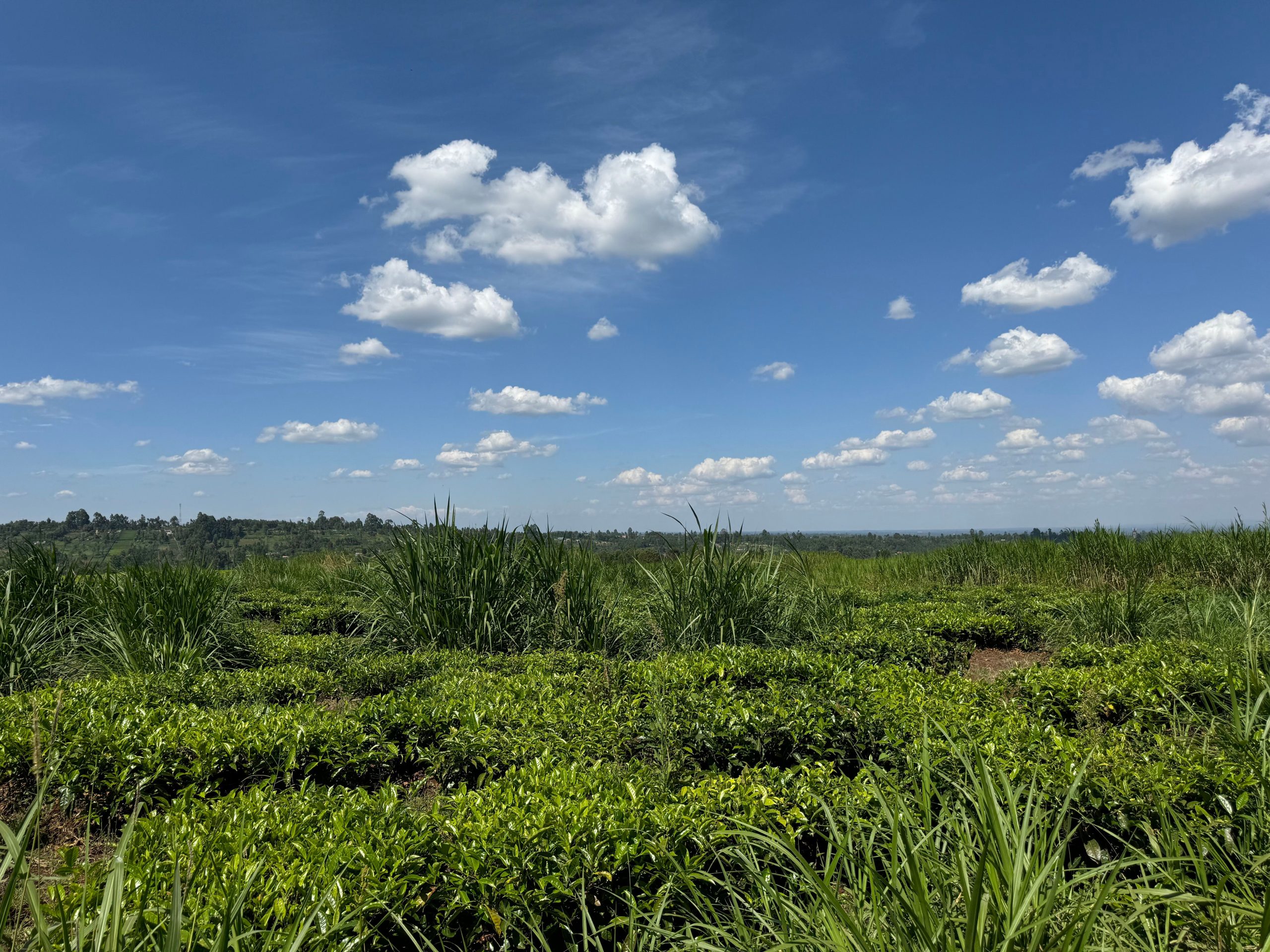 22-acres agricultural property located in the lush and serene region of Cianda, Kiambu County