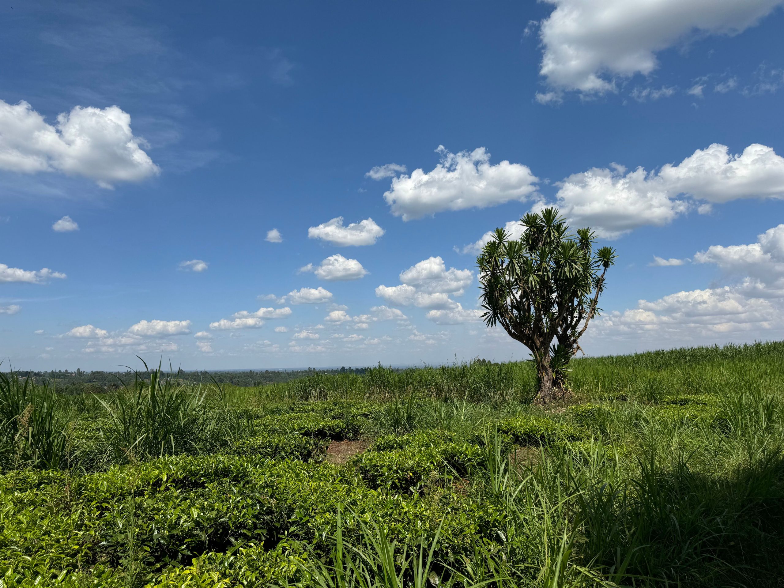22-acres agricultural property located in the lush and serene region of Cianda, Kiambu County