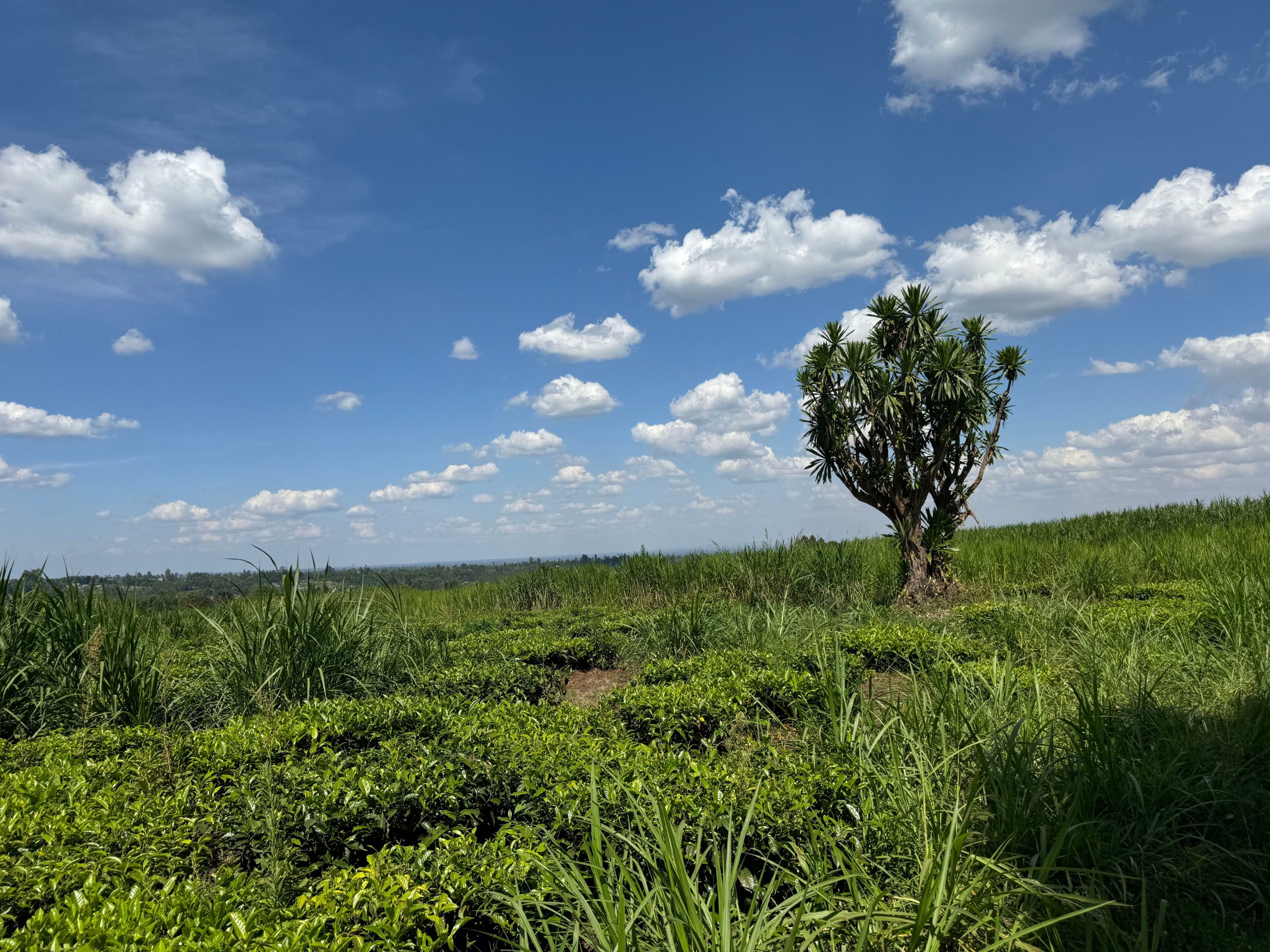 22-acres agricultural property located in the lush and serene region of Cianda, Kiambu County