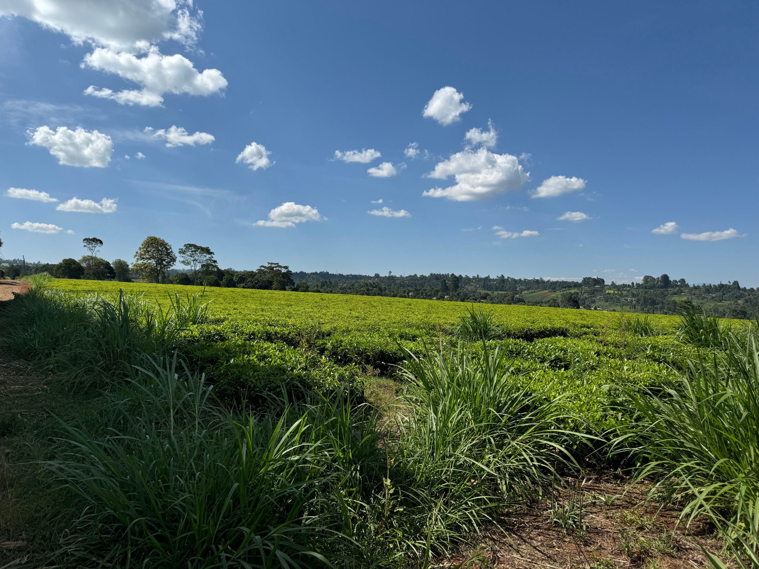 22-acres agricultural property located in the lush and serene region of Cianda, Kiambu County