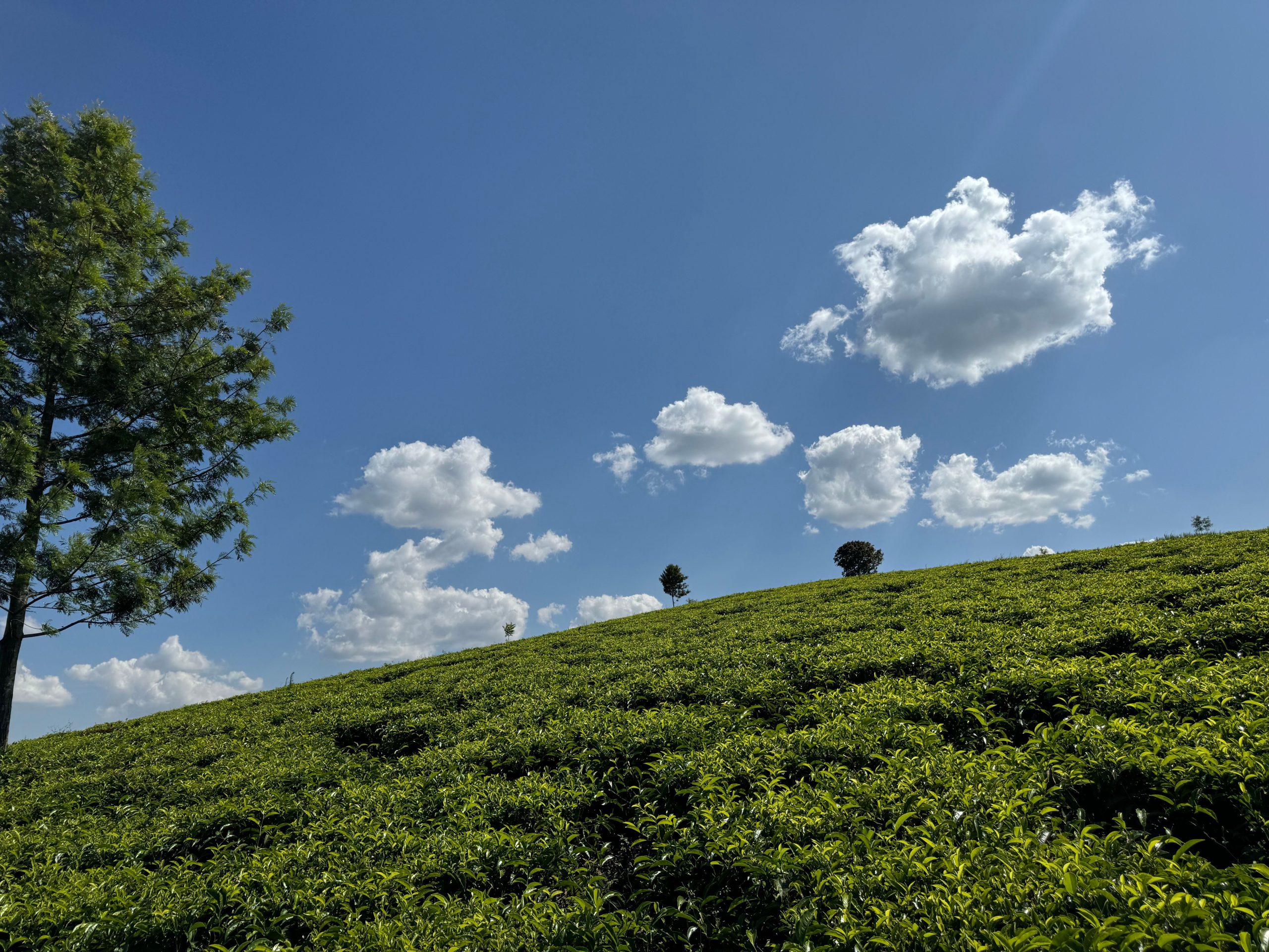 22-acres agricultural property located in the lush and serene region of Cianda, Kiambu County