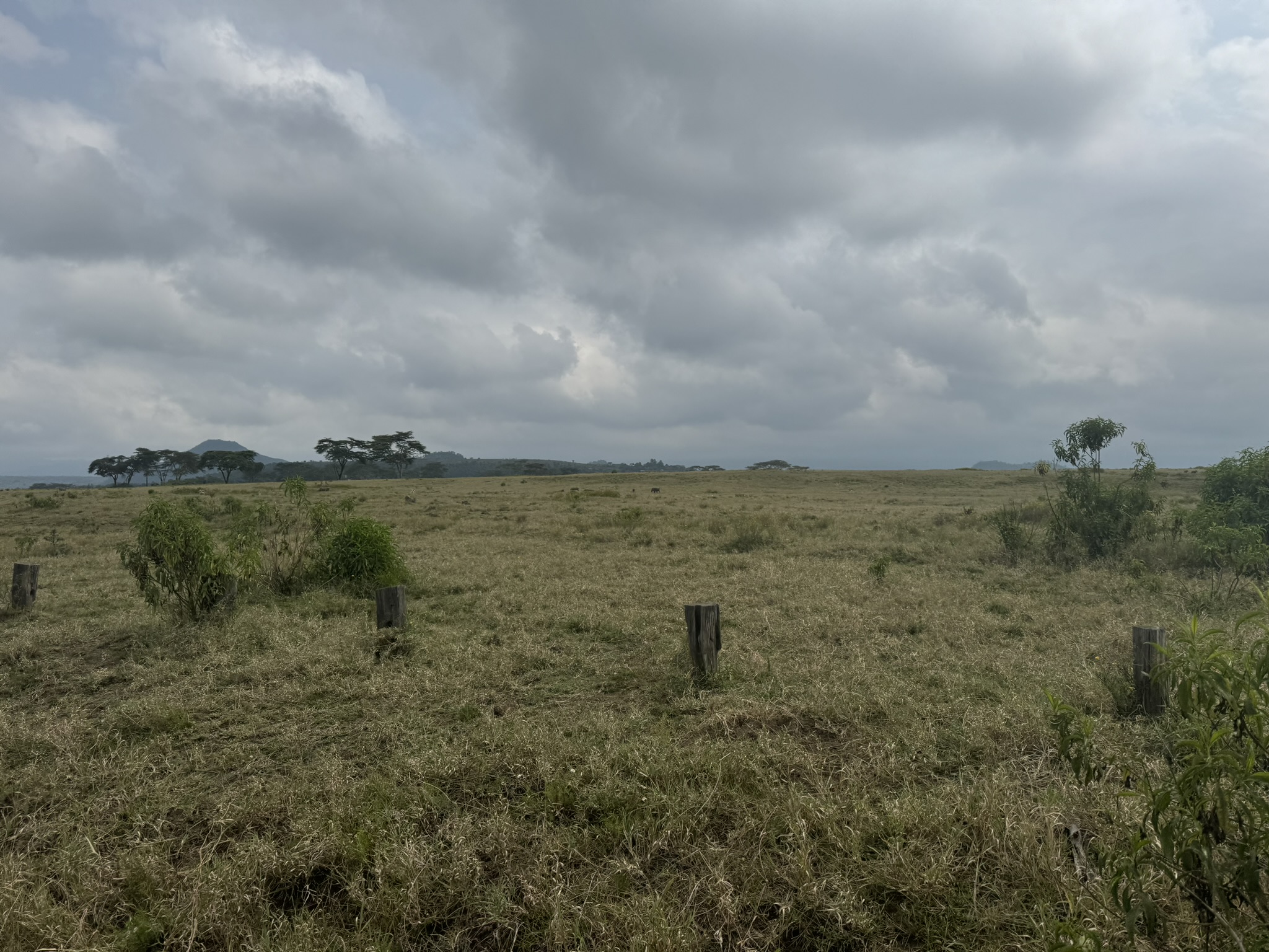 1000 acre conservancy in Naivasha