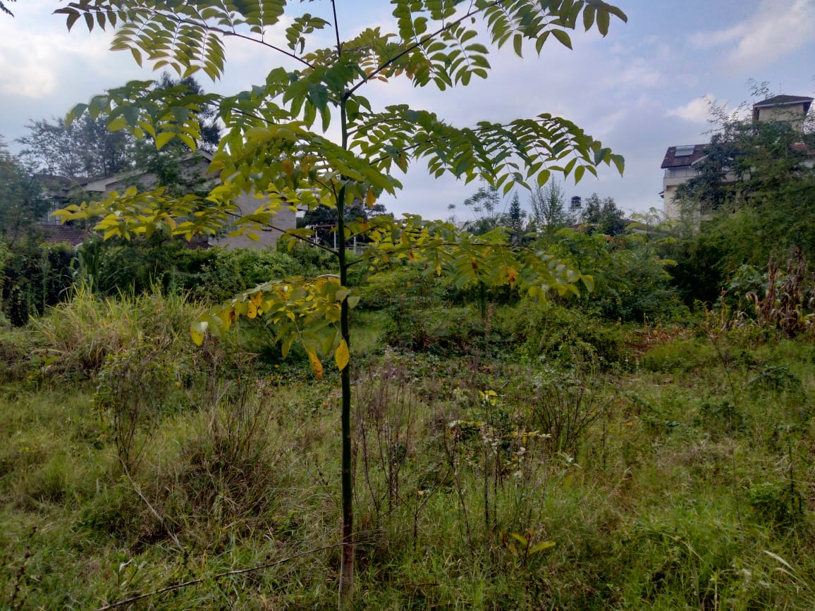 A 0.6 acres of prime land in the highly sought-after neighborhood of Gigiri.