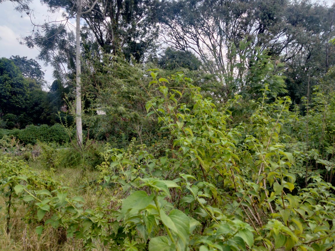 A 0.6 acres of prime land in the highly sought-after neighborhood of Gigiri.