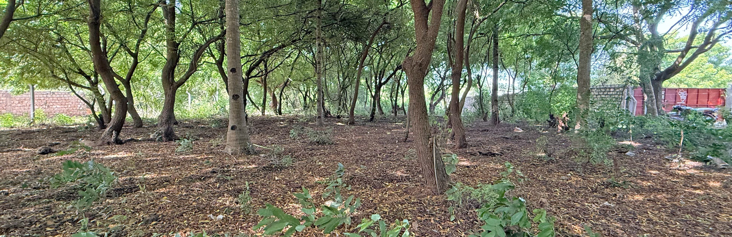 HALF ACRE PLOT FOR SALE