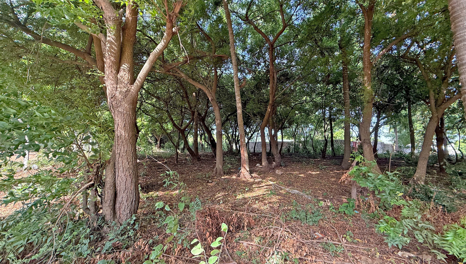HALF ACRE PLOT FOR SALE