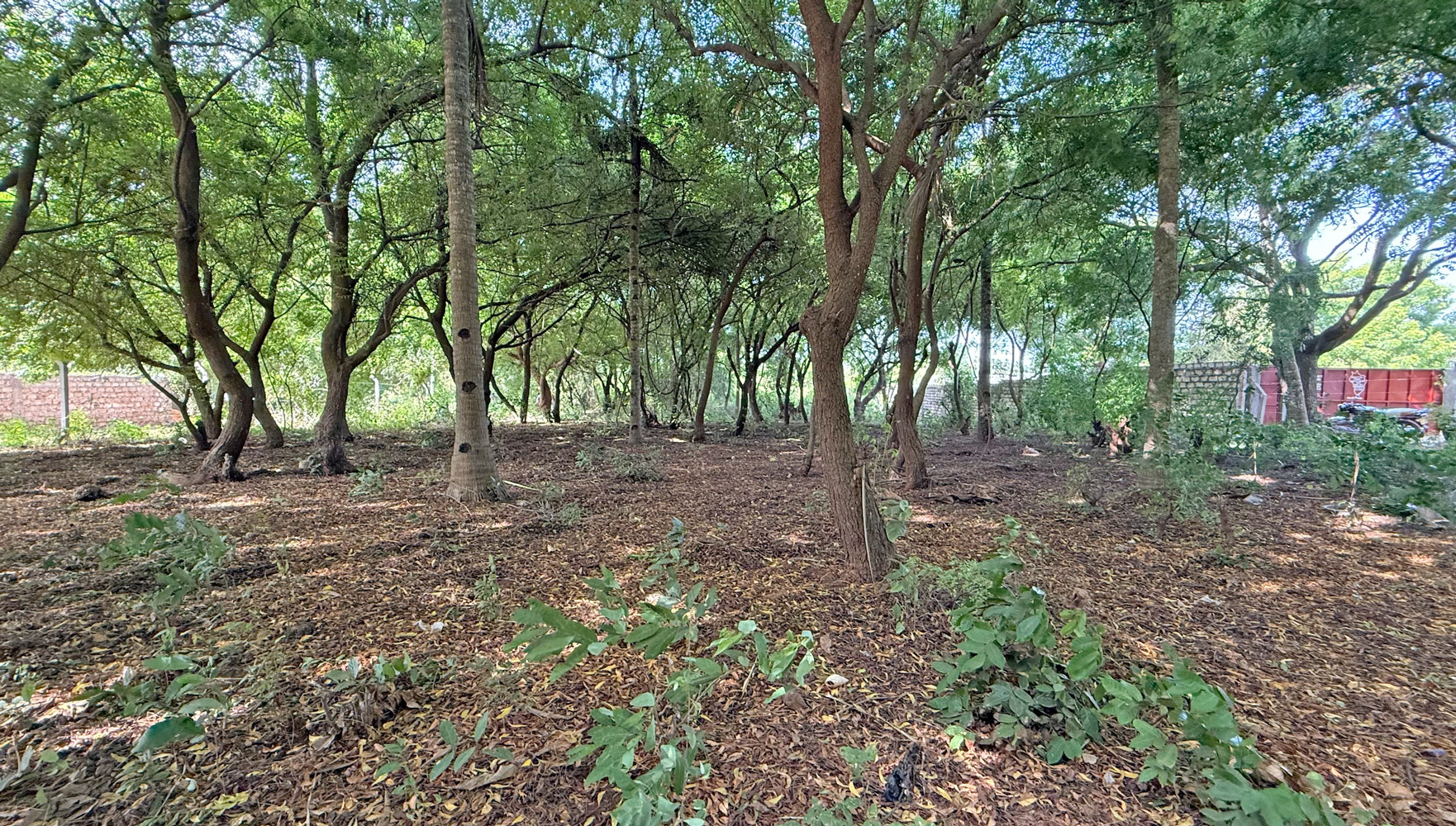 HALF ACRE PLOT FOR SALE