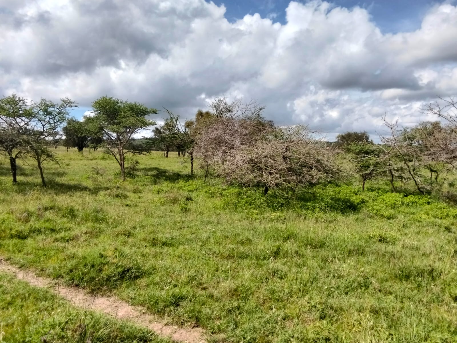 Prime 10 Acres for Sale – Maanzoni, Lukenya.           