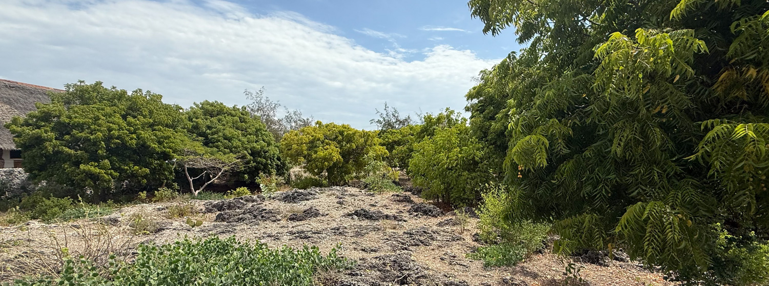 HALF ACRE OF 2ND ROW PLOT IN JACARANDA