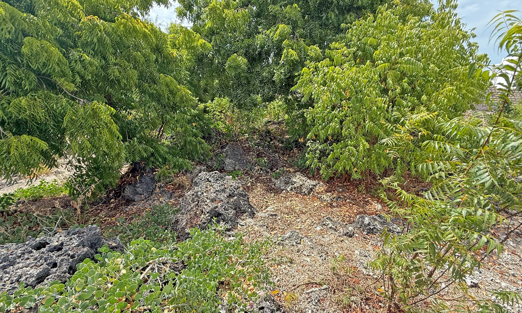 HALF ACRE OF 2ND ROW PLOT IN JACARANDA