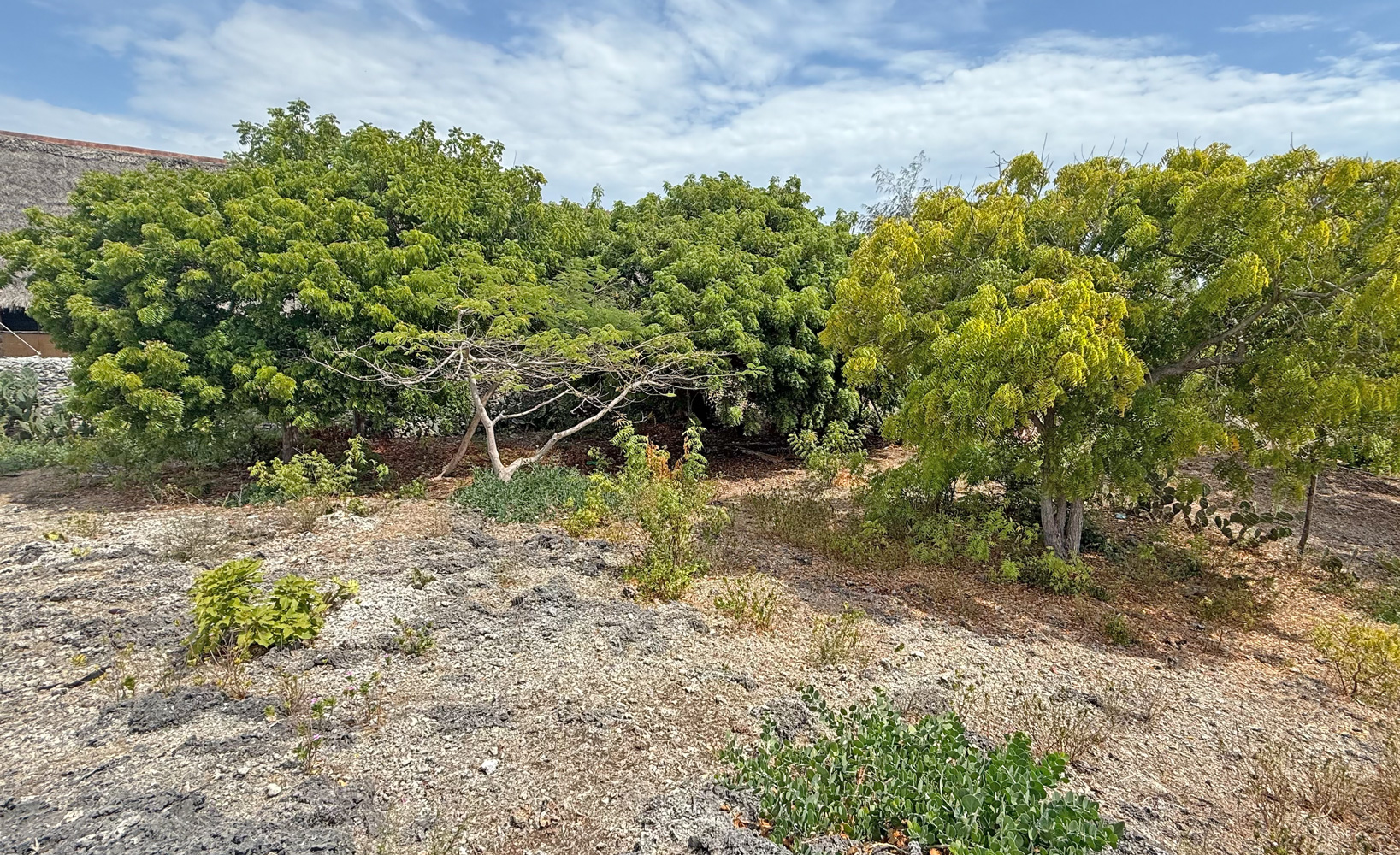 HALF ACRE OF 2ND ROW PLOT IN JACARANDA
