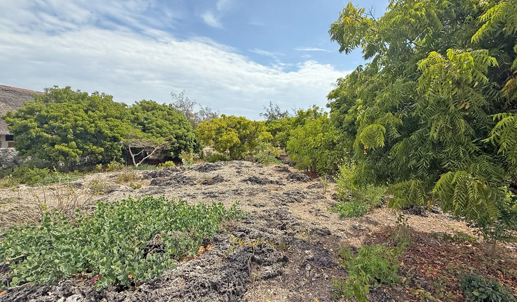 HALF ACRE OF 2ND ROW PLOT IN JACARANDA